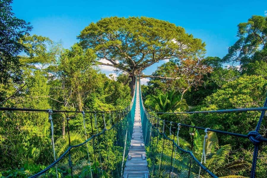 Puerto Maldonado: Jungle Adventure |Zipline + Canopy + Kayak - Key points to know before booking