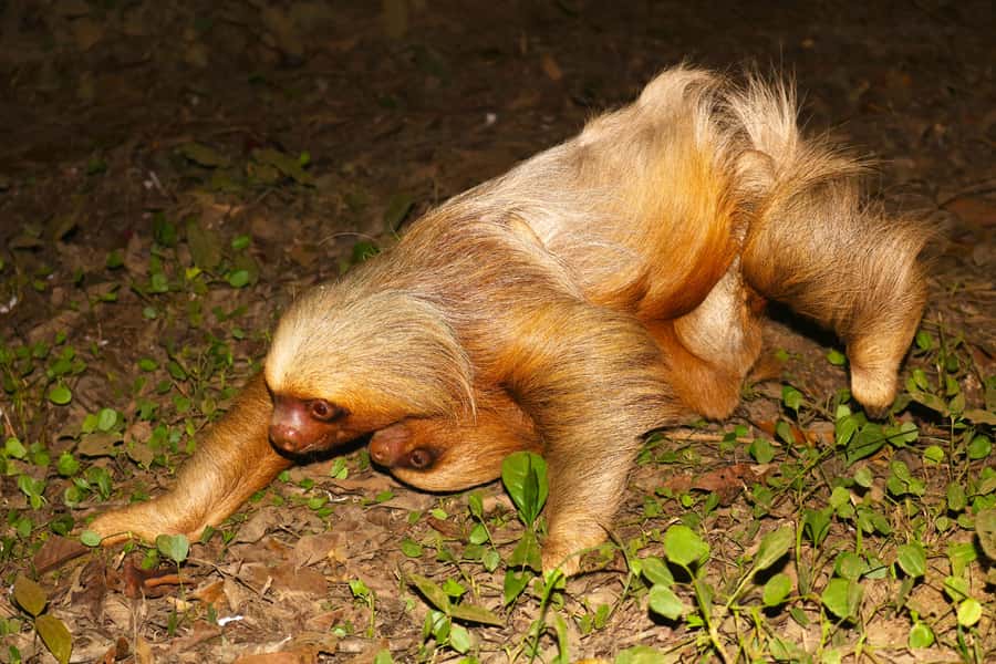 Puerto Maldonado: Jungle Night Tour with Sloths & Tarantulas - Tarantulas, sloths, and the luck factor