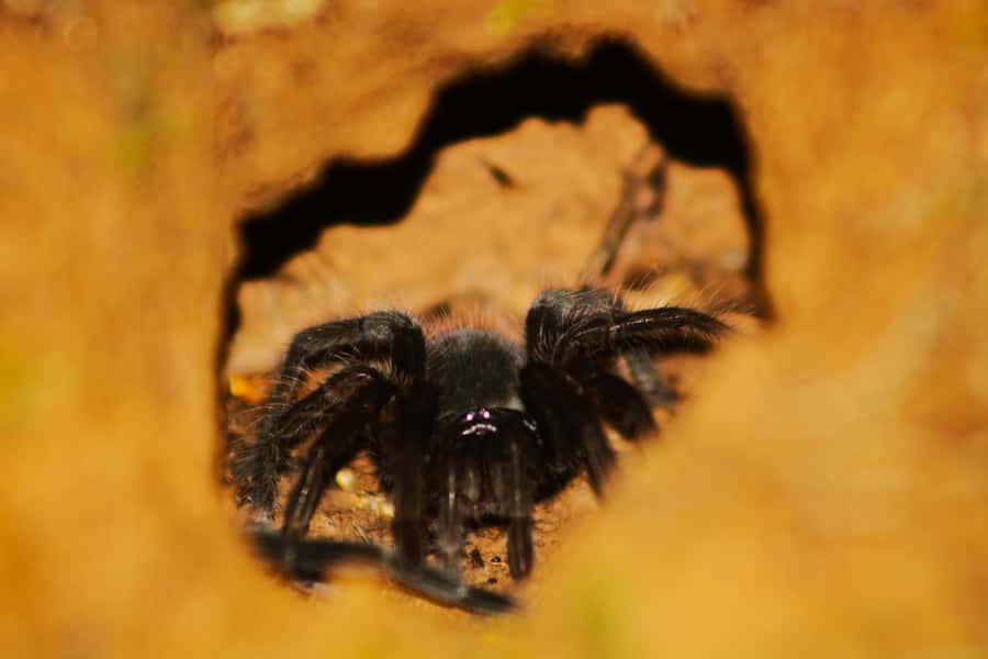 Puerto Maldonado: Jungle Night Tour with Sloths & Tarantulas - Should you book the Tambopata night tour?