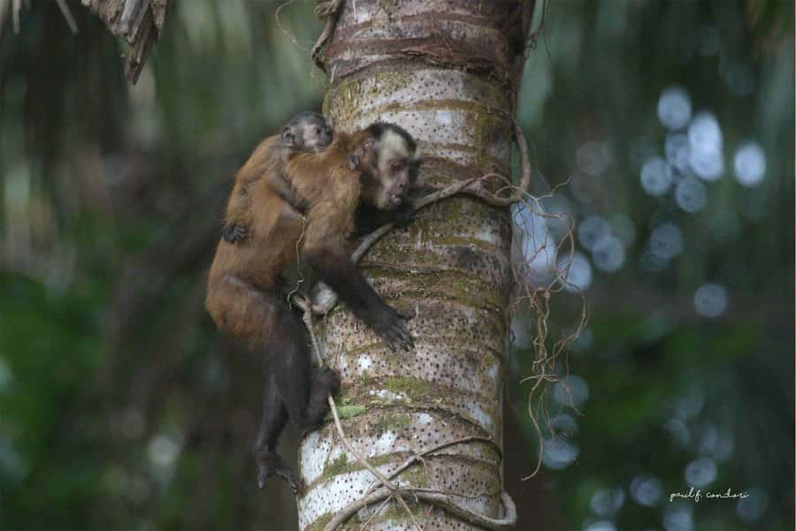 Puerto Maldonado: Sandoval Lake 4-Day, 3-Night Guided Tour - Is $300 a Good Price?