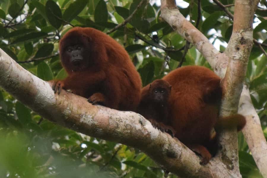 Puerto Maldonado: Sandoval Lake Full-Day Trip with Canoeing - Key points to know before you go