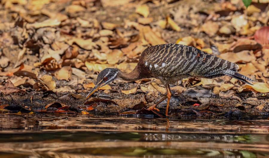 Puerto Maldonado: Sandoval Lake Full-Day Trip with Canoeing - Lunch, rest, and a second wildlife search