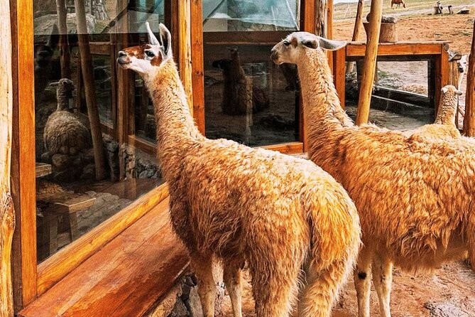 Quad bikes in Moray and Salineras and Picnic with llamas - Riding toward Moray for nearly two hours