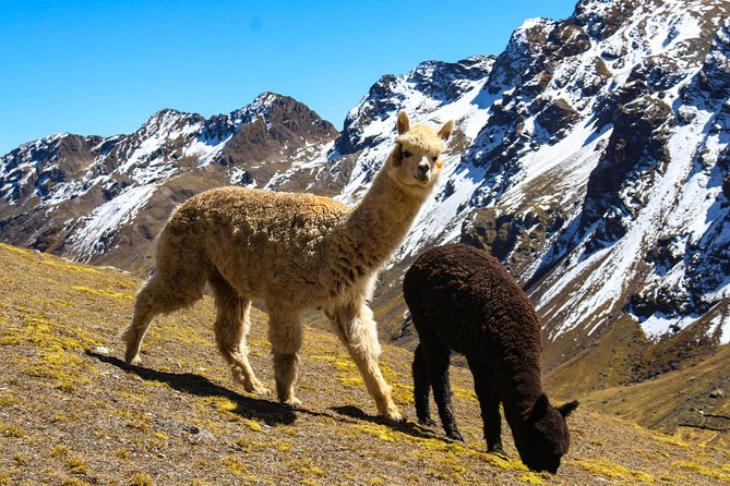 Rainbow Mountain in Cusco Full Day Tour - Why the Rainbow Mountain hike is worth the effort