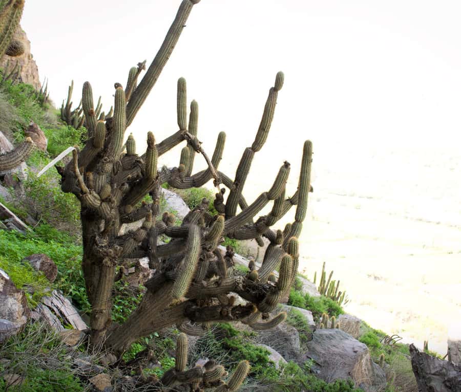 Rock Climbing in Arequipa, Perú - The drive to Chilina Valley and the volcano view