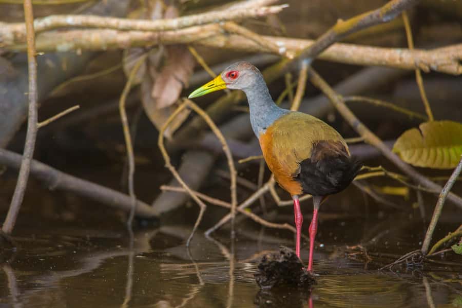Sandoval Lake & Parrot Clay lick 3 Days/2 Nights - The highlights at a glance