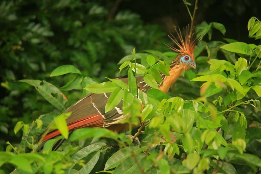 Sandoval Lake & Parrot Clay lick 3 Days/2 Nights - Three days, many sides of the Amazon