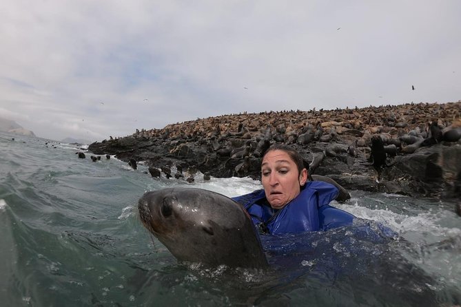 Swimming with Sea Lions in Lima - From your hotel to Callao harbor