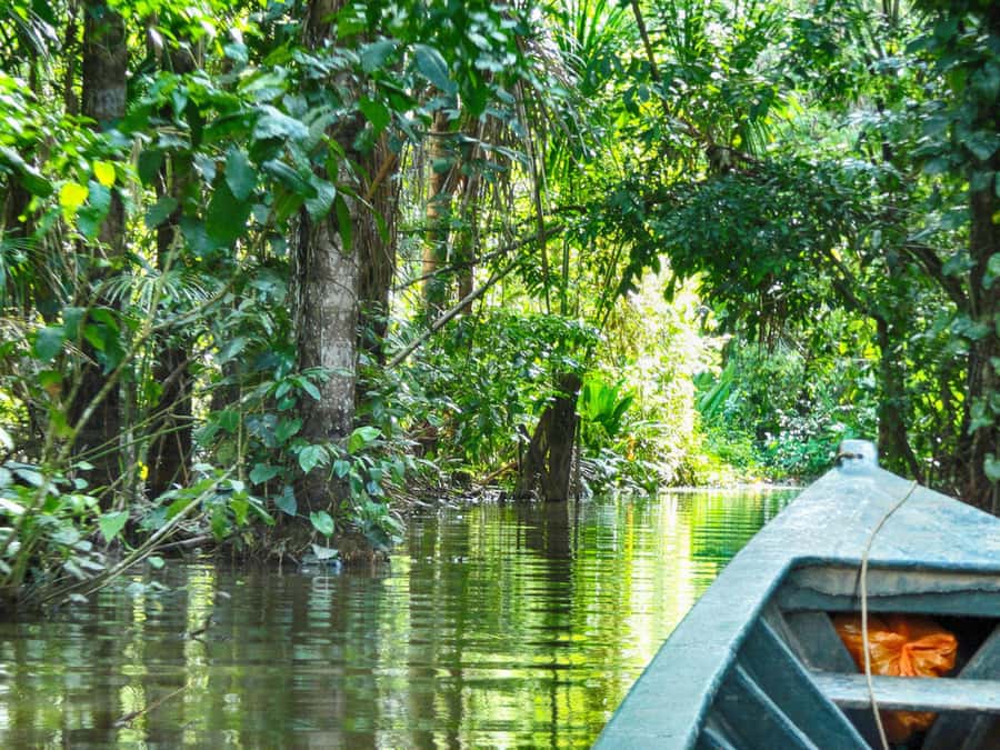 Tambopata: Lake Sandoval Canoeing with Lunch - Wildlife spotting with Jonathan and Frank