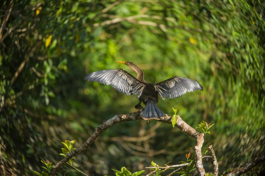 Tambopata Macaw Clay Lick 3 days/2 nights - Day 1: Your first rainforest walk