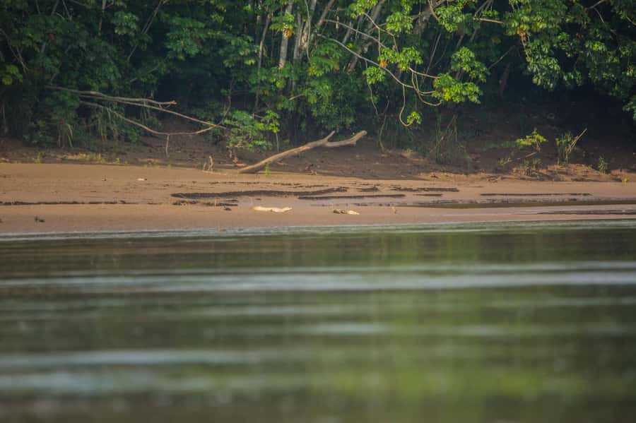 Tambopata Macaw Clay Lick 4 days/3 nights - Day 2: Macaws, Monkey Island, and caimans after dark