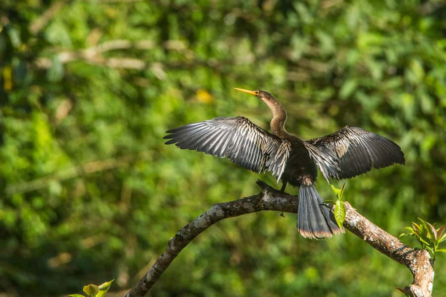 Tambopata Macaw Clay Lick 4 days/3 nights - Should you book the Tambopata Macaw Clay Lick trip?