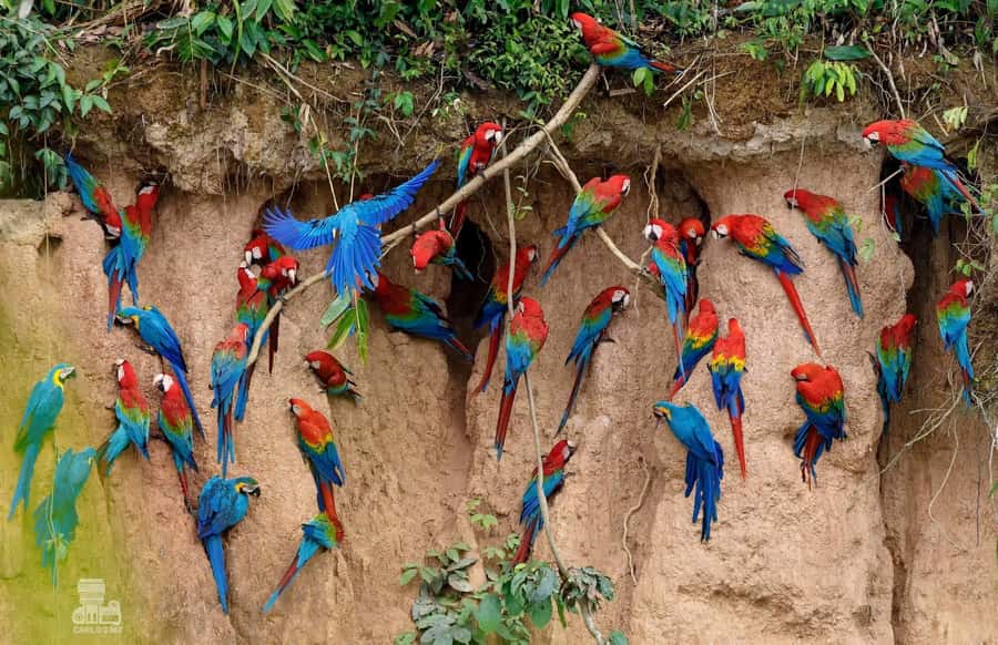 Tambopata Macaw Clay Lick 5 days/4 nights - Day 4: Lake Sandoval and the rainforest at full length