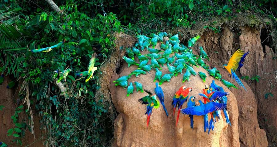 Tambopata Macaw Clay Lick 5 days/4 nights - Comfort, safety, and environmental questions