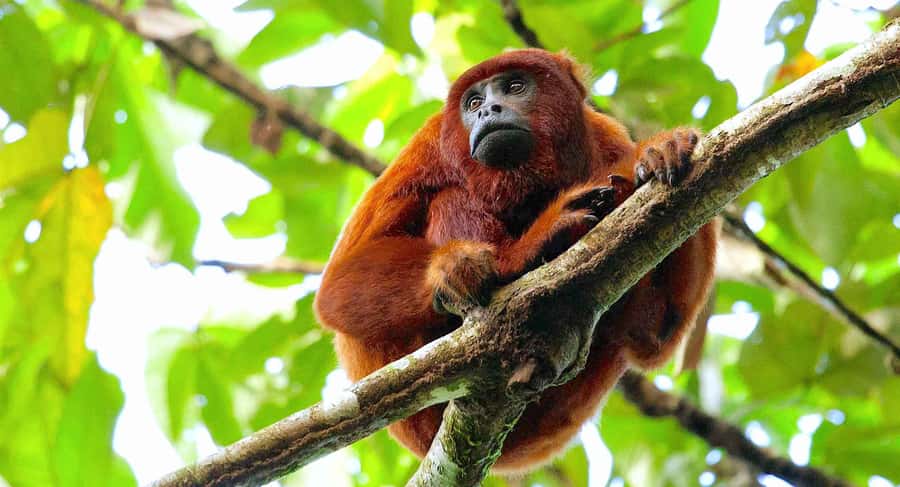Tambopata: Multi-Day Amazon Rainforest Tour with Local Guide - Key points to know before you book