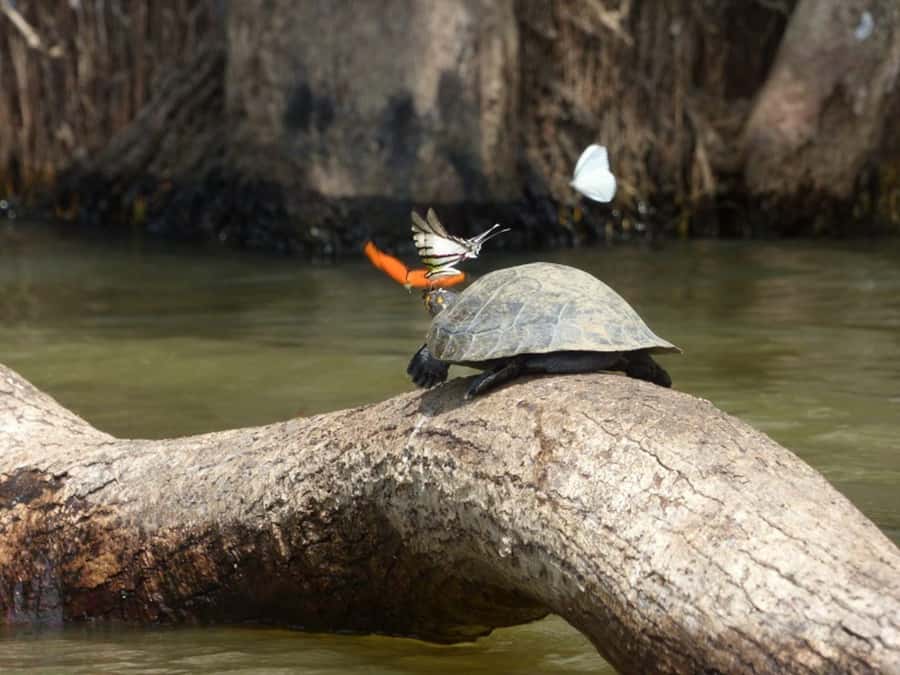 Tambopata: Multi-Day Amazon Rainforest Tour with Local Guide - Why Sandoval Lake deserves the best day