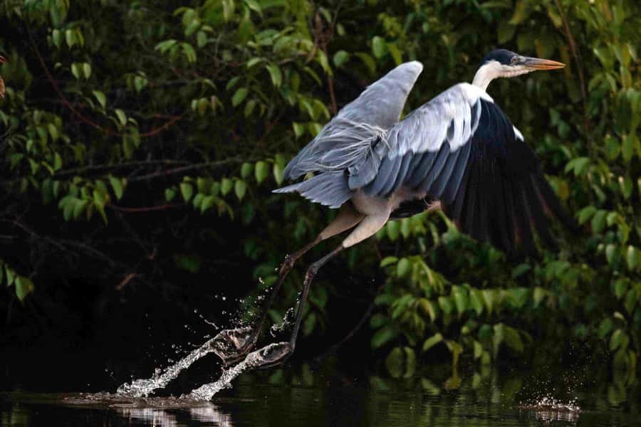 Tambopata: Multi-Day Amazon Rainforest Tour with Local Guide - A basic lodge with a useful dose of comfort