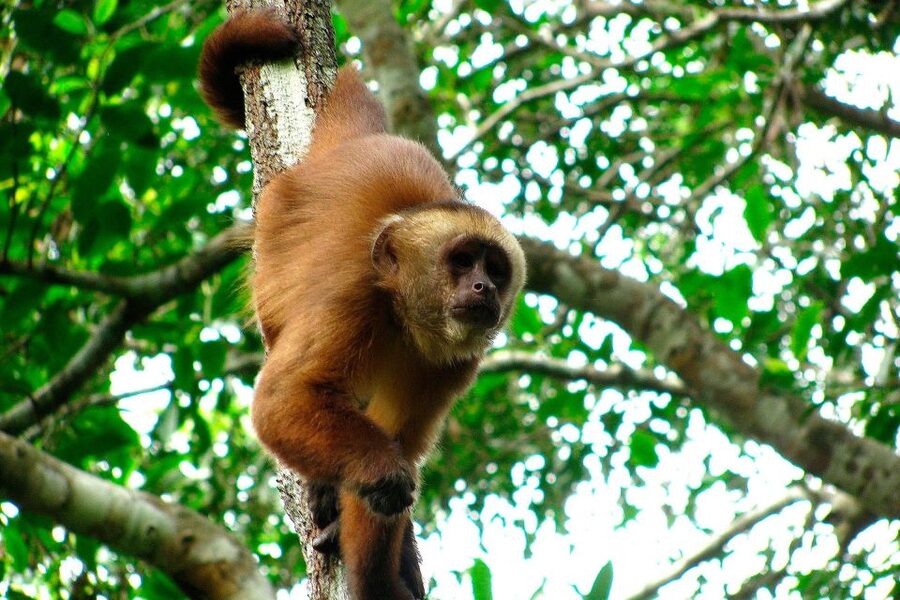 Tambopata: Multi-Day Amazon Rainforest Tour with Local Guide - Day three: culture, fishing, and questions worth asking