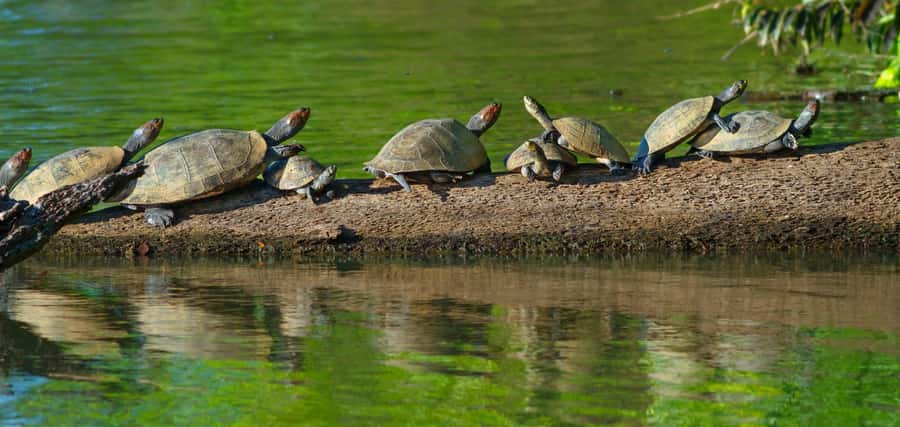 Tambopata National Reserve Tour 3 Days - Key points at a glance