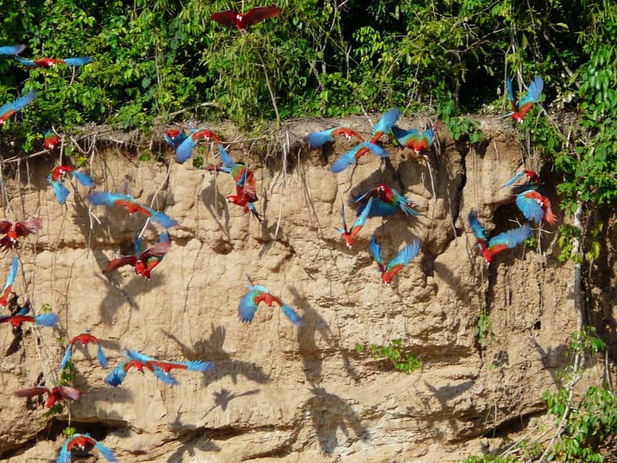 Tambopata National Reserve Tour 3 Days - Why three days works well in Tambopata