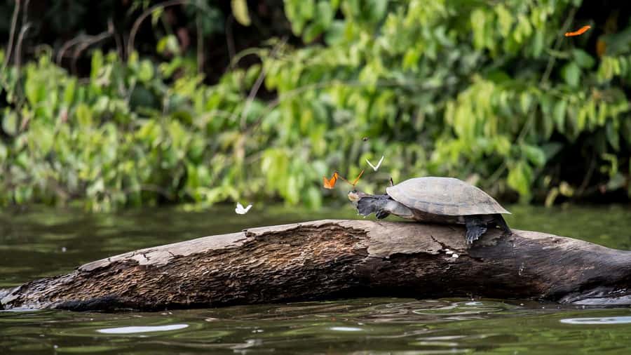 Tambopata Peruvian Amazon Jungle for Three Days/Two Nights - Key things to know before booking