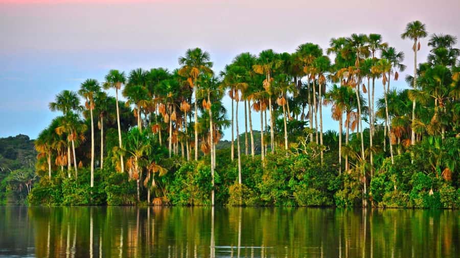 The Amazon