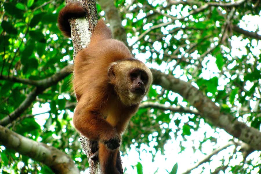 Tambopata: Zipline Adventure & Kayak to Monkey Island - Monkey Island and the capuchins
