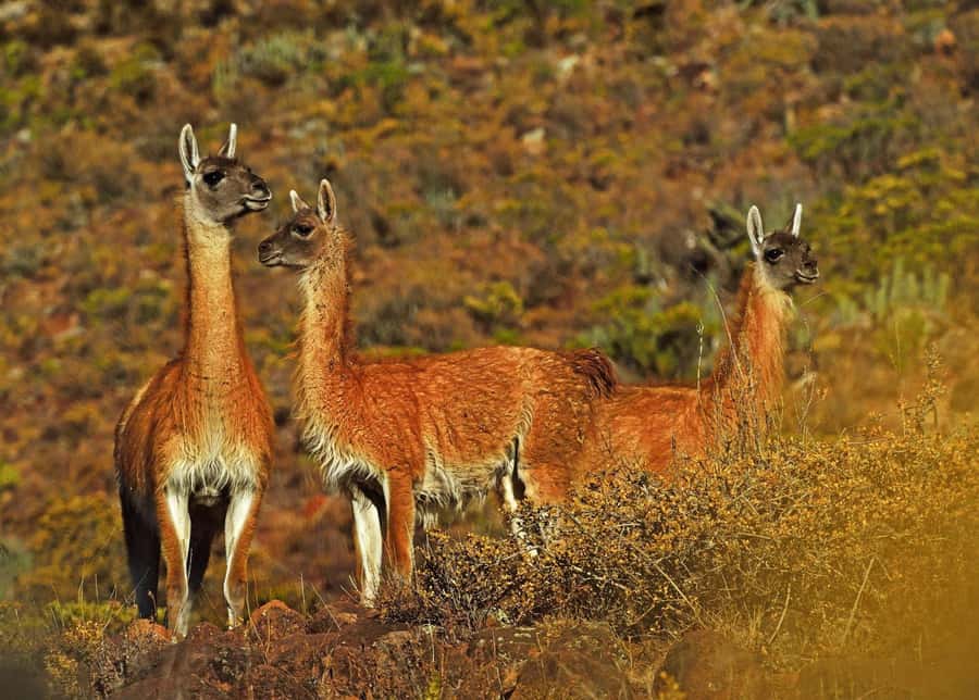 Tour Fullday Colca Canyon with Breakfast and Typical Lunch - Colonial villages, tombs, and Colca viewpoints