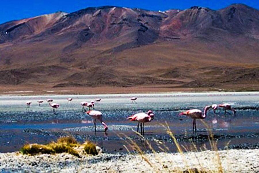 Tour to the Salinas Lagoon and National Reserve in Arequipa - Who should book this Salinas day trip?