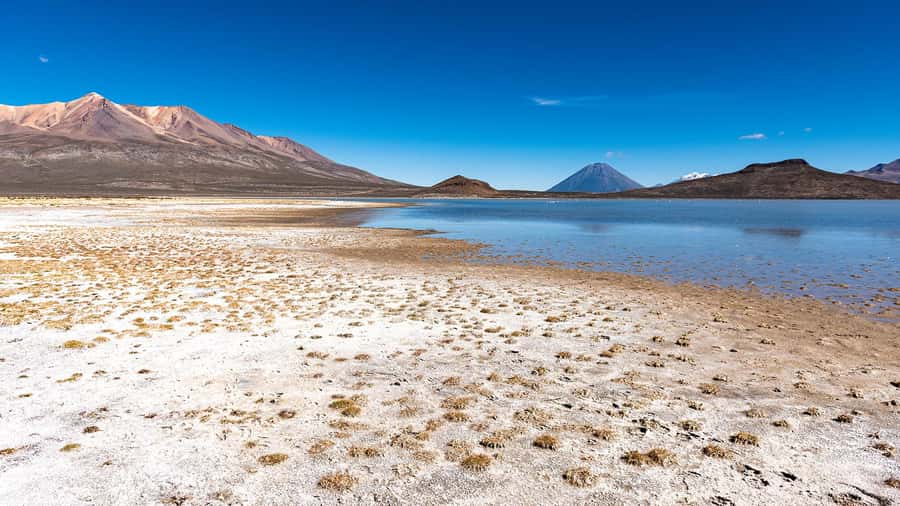 Tour to the Salinas Lagoon and National Reserve in Arequipa - Camelids, birds, and a short optional soak