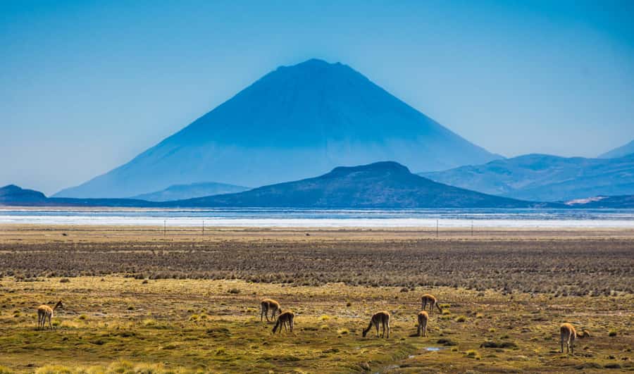 Tour to the Salinas Lagoon and National Reserve in Arequipa - The guide can make or break a long road day