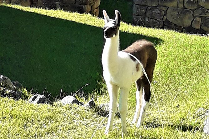 Ultimate Lares Trek & Inca Trail 5 days - Day five: Machu Picchu with time to look closely