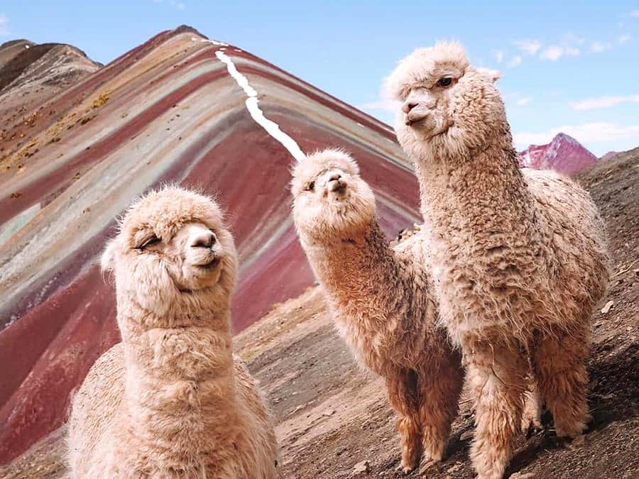 Vinicunca Mountain Tour - Full Day Tour to Rainbow Mountain - Reaching the Mountain of Colors