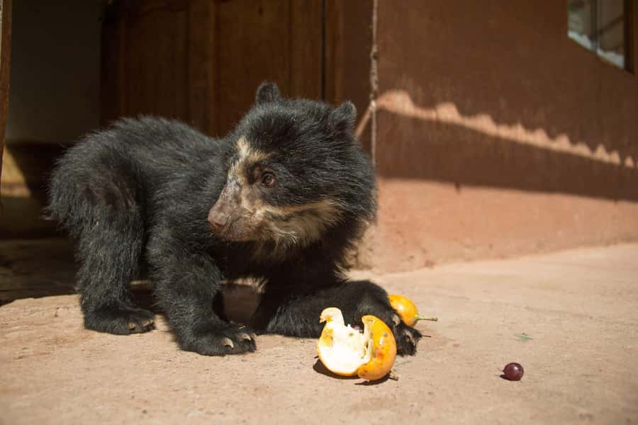 Visit to the Cochahuasi Animal Sanctuary with rescued animal - Key points at a glance