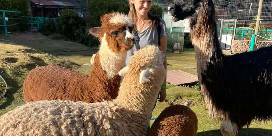 Visit to the Cochahuasi Animal Sanctuary with rescued animal - Why the guide matters
