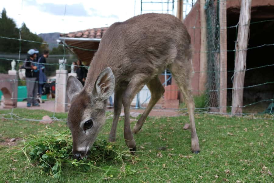 Visit to the Cochahuasi Animal Sanctuary with rescued animal - Free time, crafts, and the return to Cusco