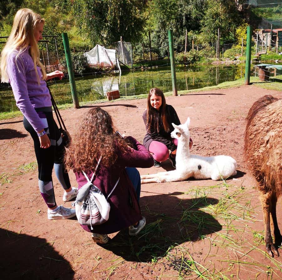 Visit to the Cochahuasi Animal Sanctuary with rescued animal - Booking advice and practical details