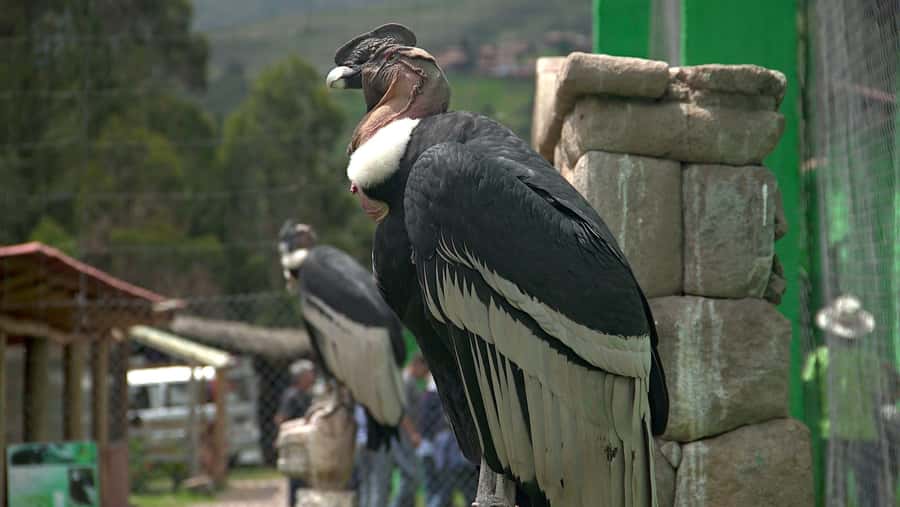 Visit to the Cochahuasi Animal Sanctuary with rescued animal - Meeting Peru’s rescued animals
