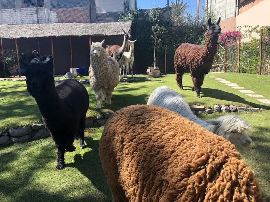 Walking tour in the Historic Center of Arequipa - Mundo Alpaca, a surprising city stop