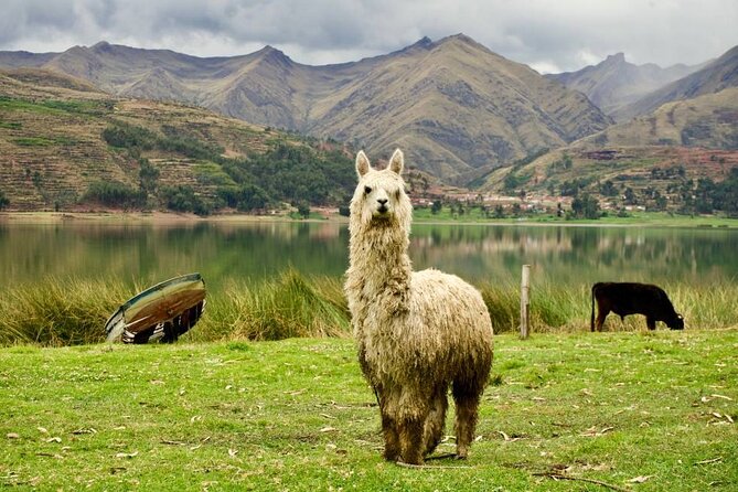 Wonderful Cusco 5-Day Tour with Entrance to Machupicchu - Day 5: Airport transfer and departure